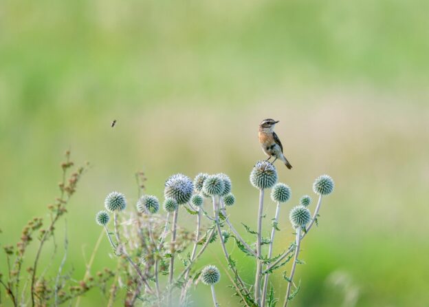 Nachhaltigkeit - Wissen » Vogel Des Jahres 2023: Das Braunkehlchen