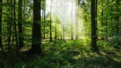 Der Wald entwickelt sich von einer CO2-Senke zu einer CO2-Quelle.