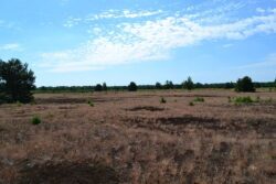 Wildnisgebiet in Deutschland z.B. Königbrücker Heide in Sachsen